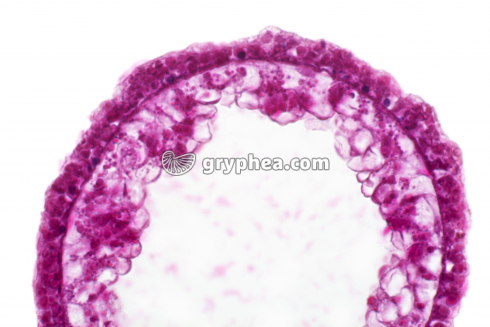 hydre CT x100 - gryphea.org